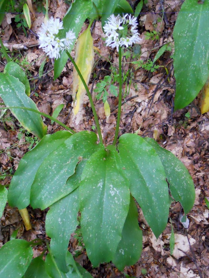 Allium ursinum / Aglio orsino